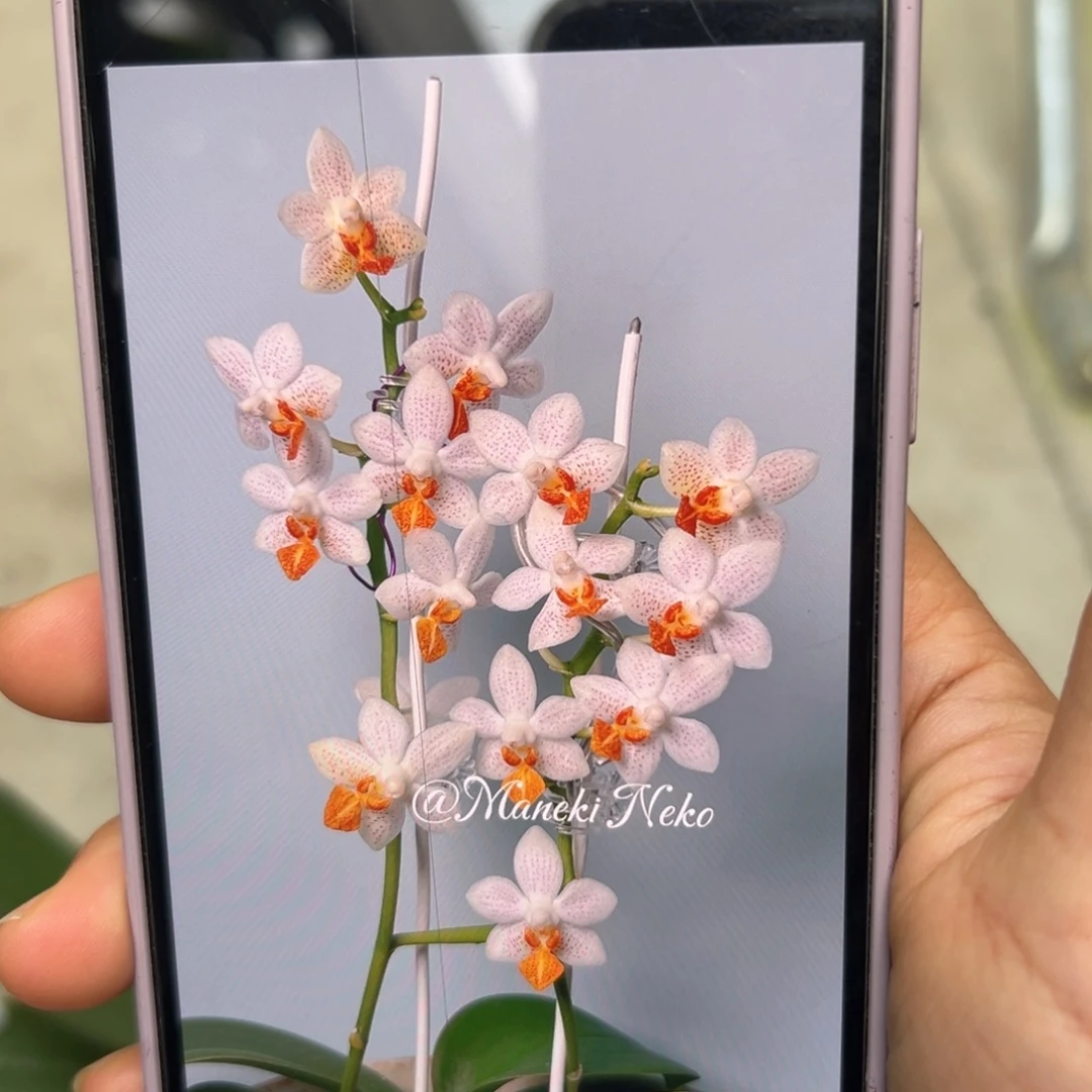 当前无花栽培后可以开花迷你马克抽梗