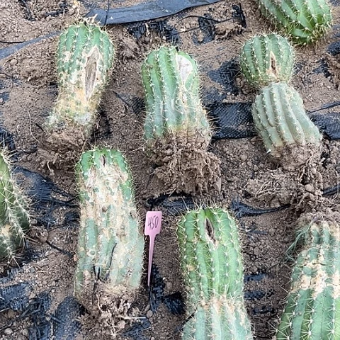 清清102有斑丑介意勿拍随机一个