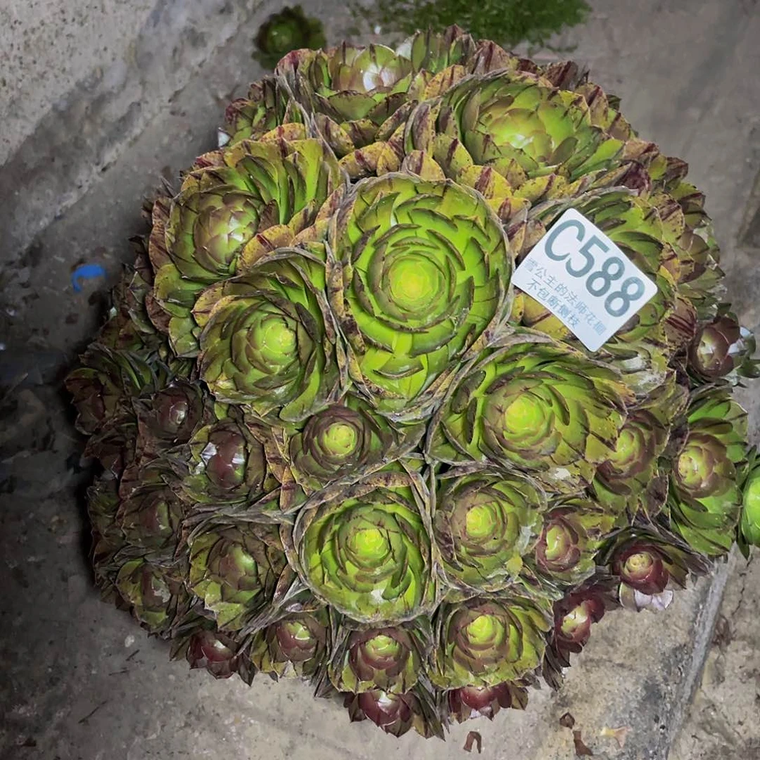 法师法师14-6包邮法师