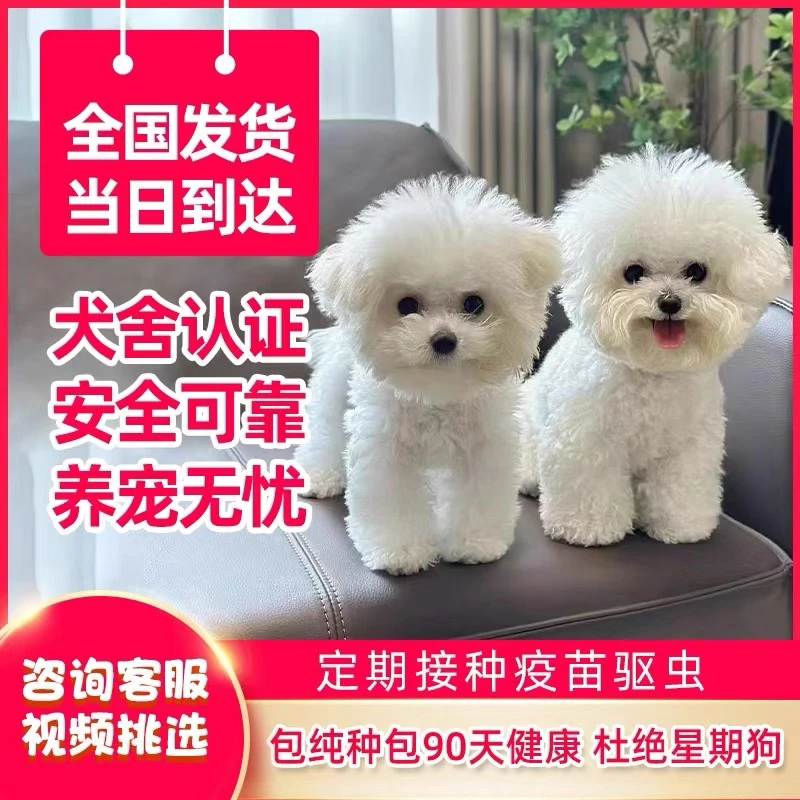 纯种比熊幼JF茶杯犬韩系比熊小型犬小体宠物活体599