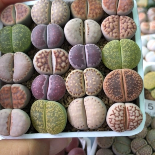 8158，7.5厘米盆如图母本