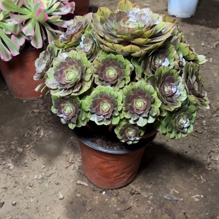 多肉植物法师万拉丝20