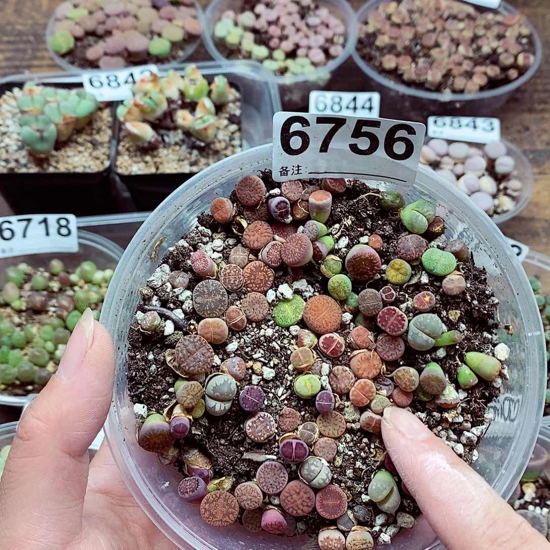 6756啊啊啊啊啊啊