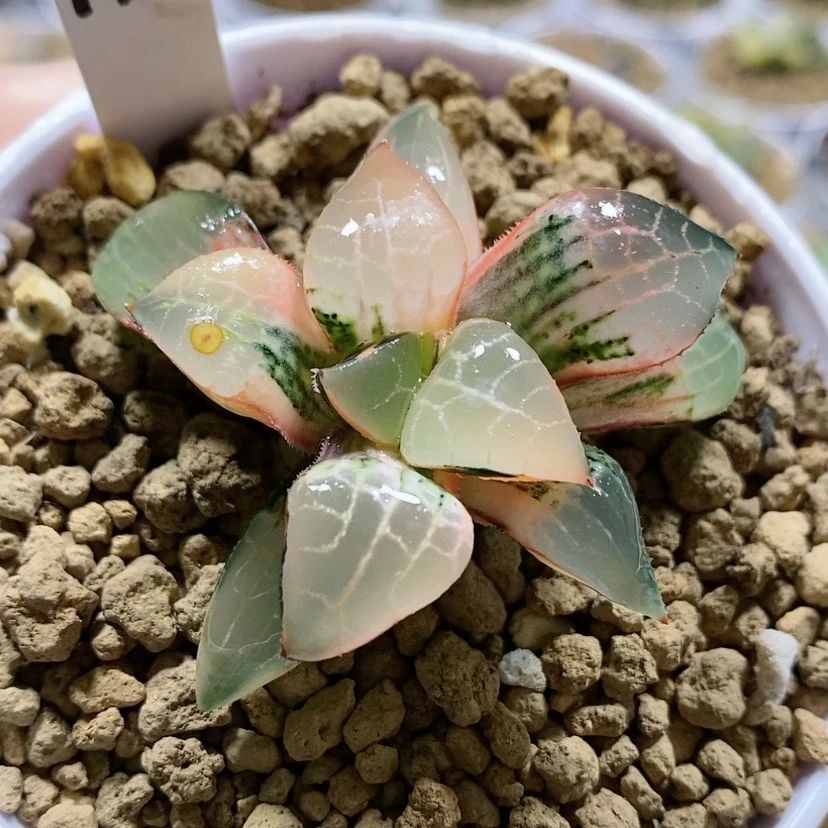 【闪购商品】175粉玻璃康平锦