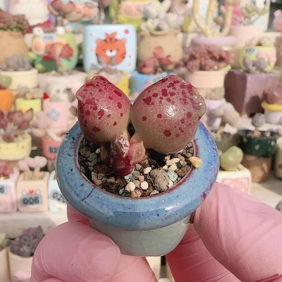 可爱粉海豹 盆口2.5cm