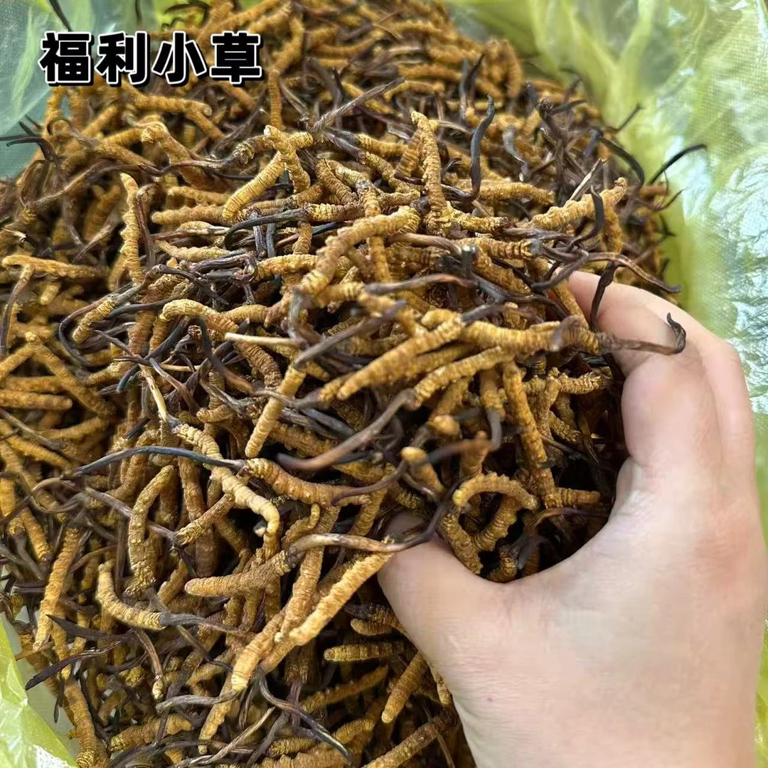 【虫草妹】 摆盘礼盒 2025头期小黄芽 根根高海拔 诚信做生意