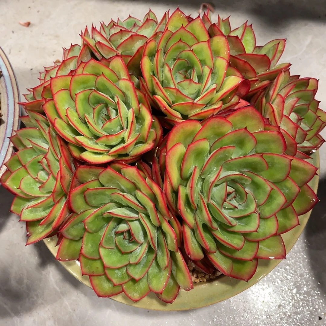 牡丹亭脱土发货22厘米