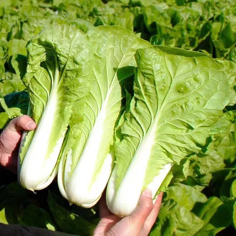【下单就发3包】四季奶油小白菜快菜种子耐热耐寒阳台盆栽蔬菜种子