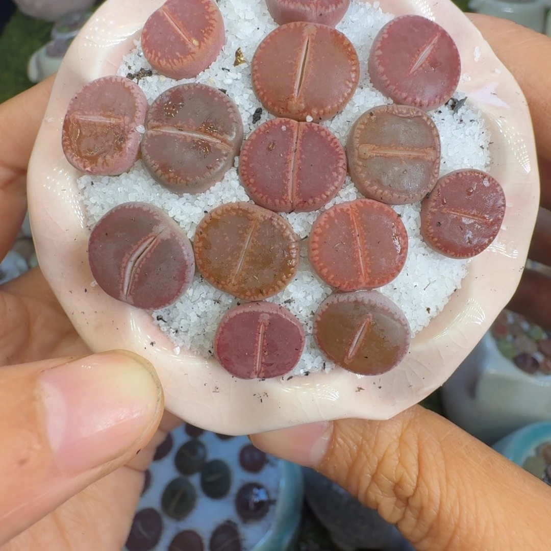 多肉植物福利冲947