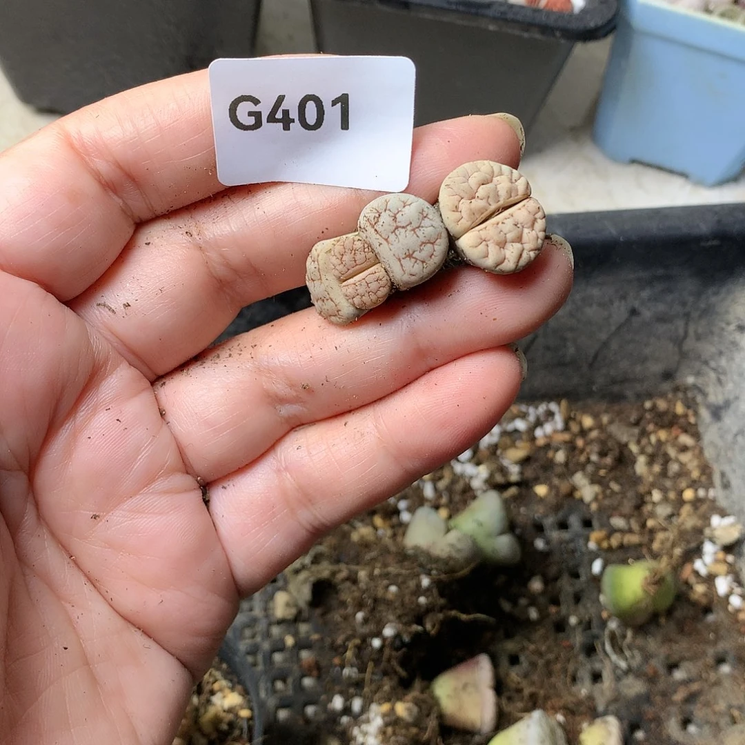 一*G401多肉植物保护