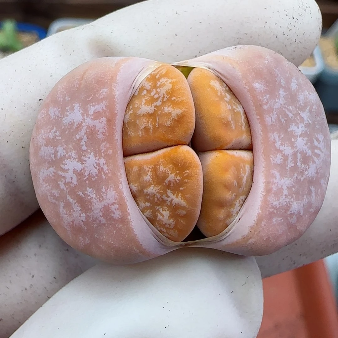 928拿铁福利福利