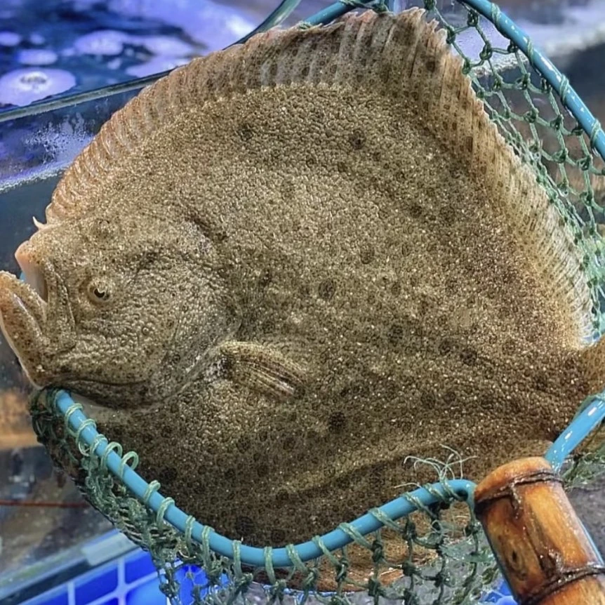多宝鱼一条
