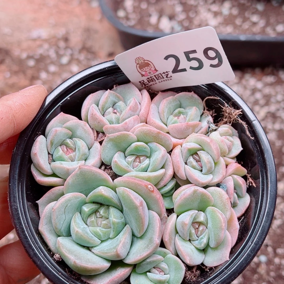 多肉植物多肉植物