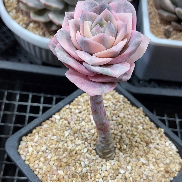 可爱玫瑰彩锦高桩