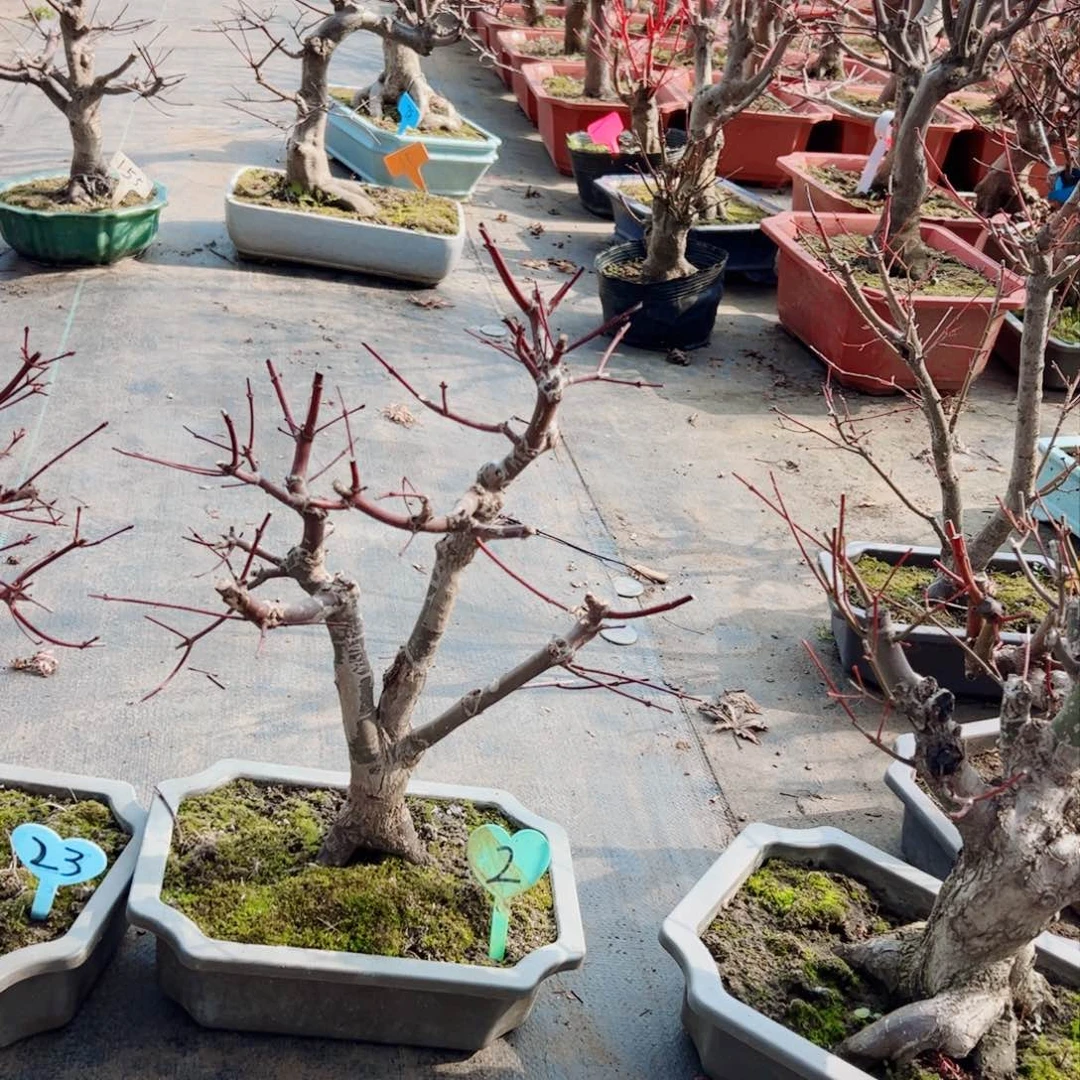 起****劲精品原生出猩猩枫树