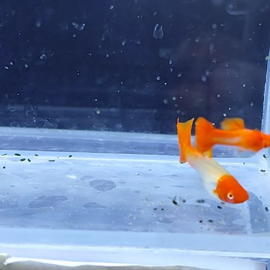 孔雀鱼22鸿运当头缎带一对