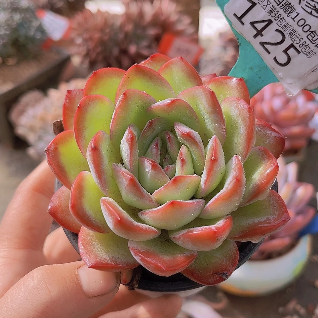 1435雪夜王子多肉植物