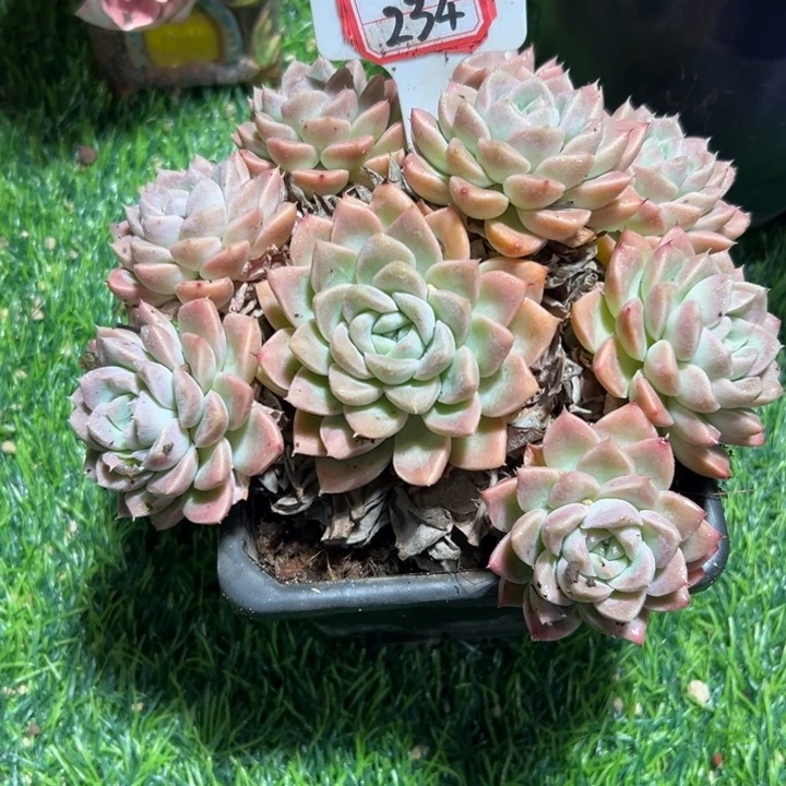 渝***.234阿尔巴佳人一物一拍29