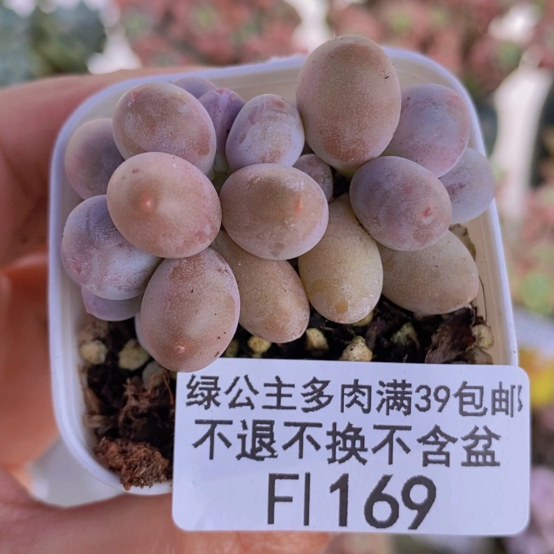糖豆奶6cm169多肉植物