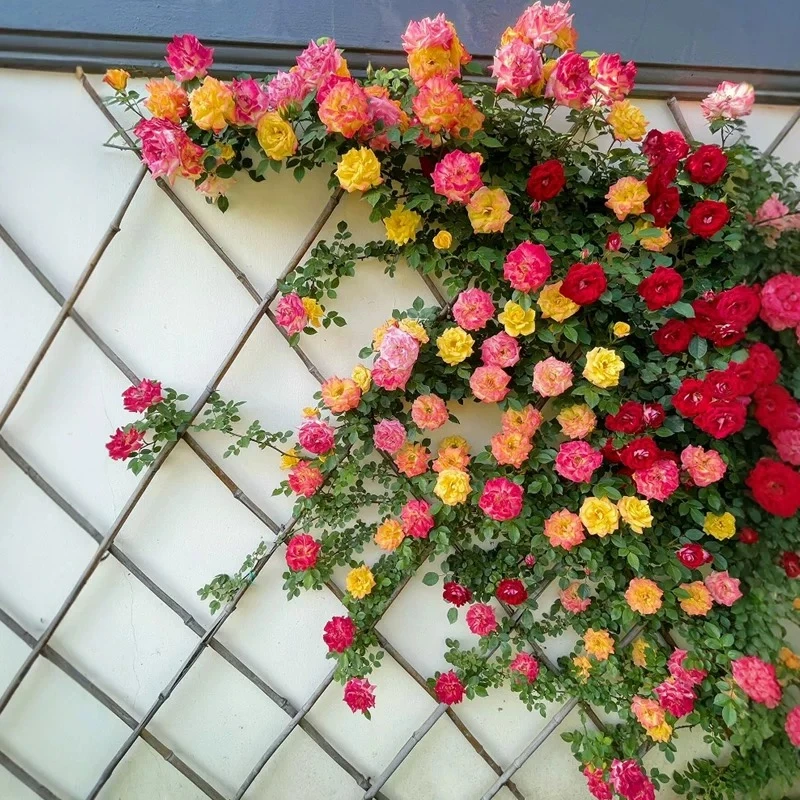 藤彩虹1.5到2米高大苗大型藤本爬墙月季蔷薇大苗开花多色变色
