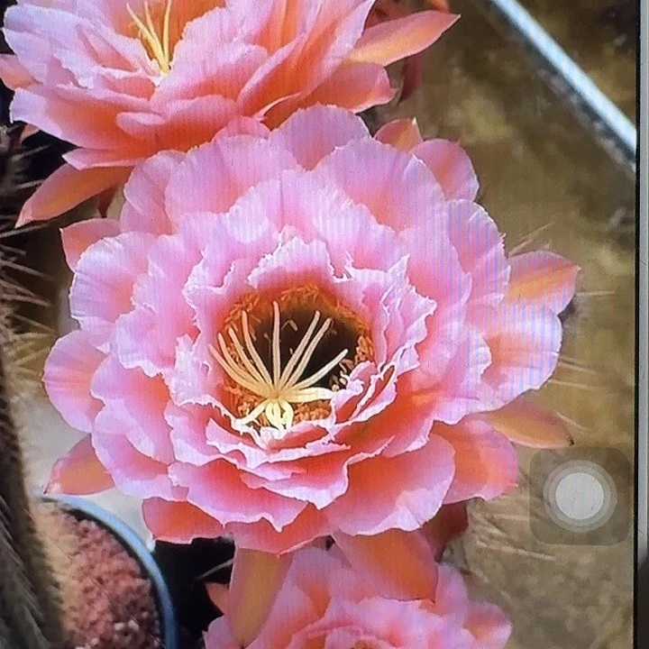粉桃精灵侧芽5公分左右毛花柱（20包邮）
