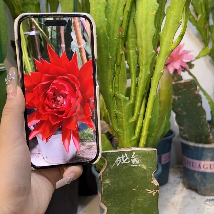 当前无花栽培后可以开花643