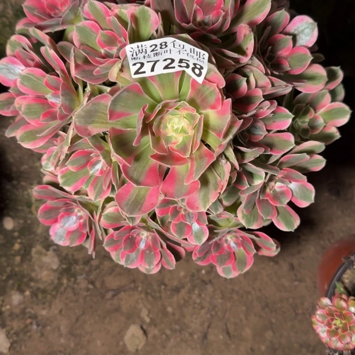 27258女郎多肉植物