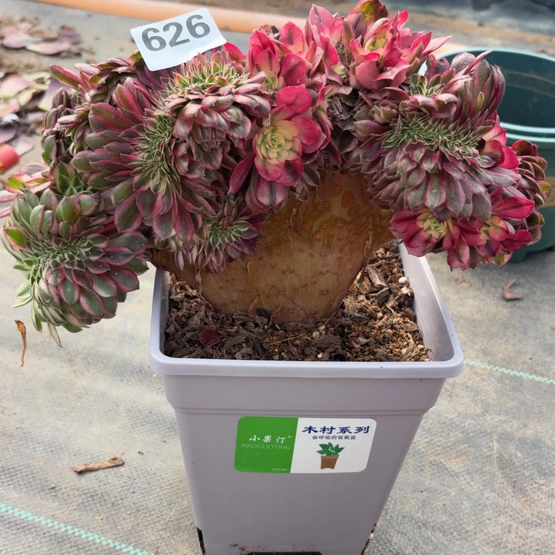 626倾城朵朵坠多肉植物福利