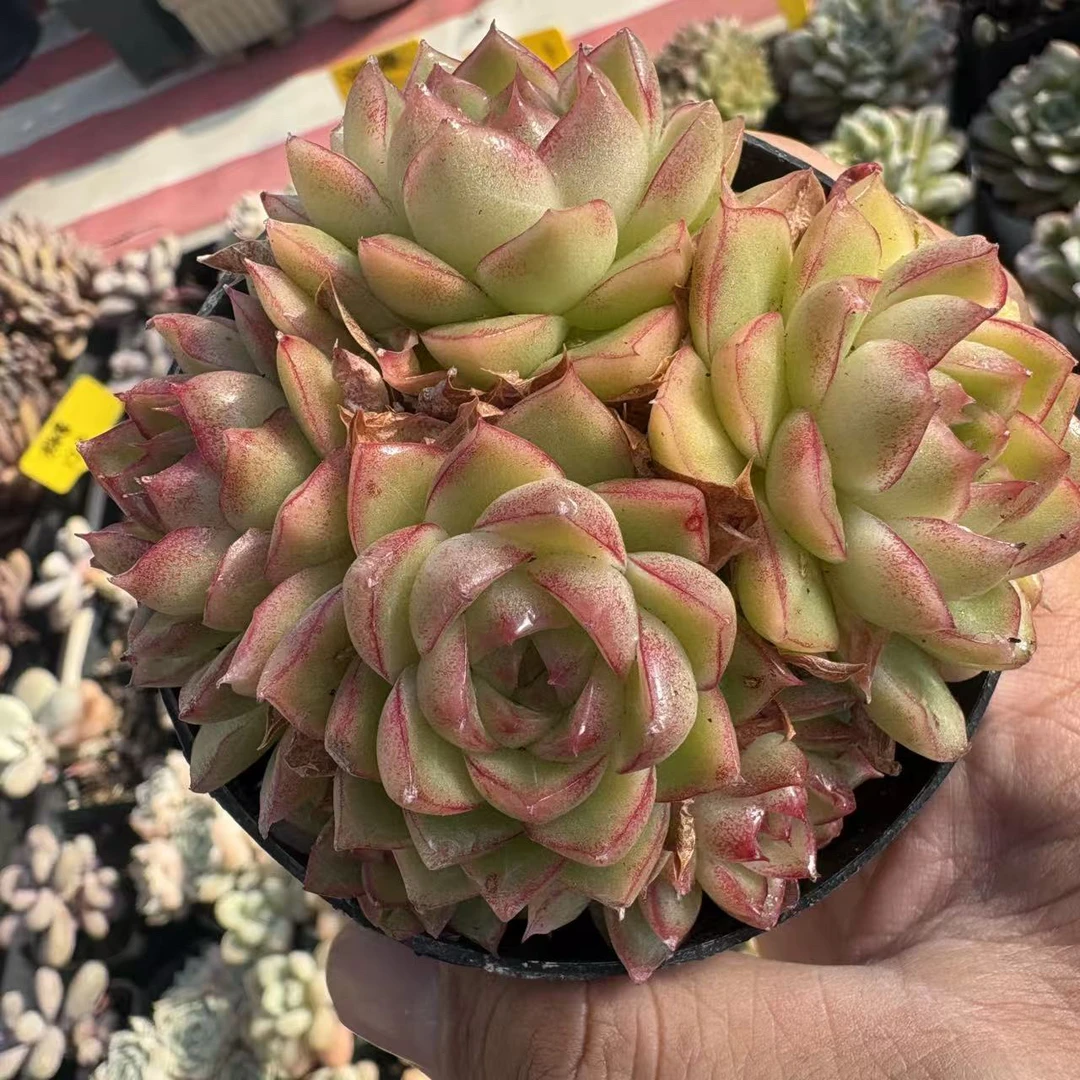 【新疆包邮】红女王（8cm冠幅）