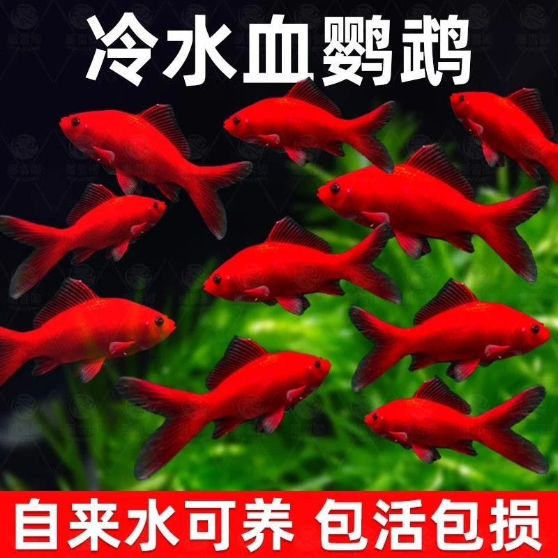 冷水鹦鹉鱼观赏鱼活鱼招财红鱼淡水好养易冷水鱼苗锦鲤观赏鱼