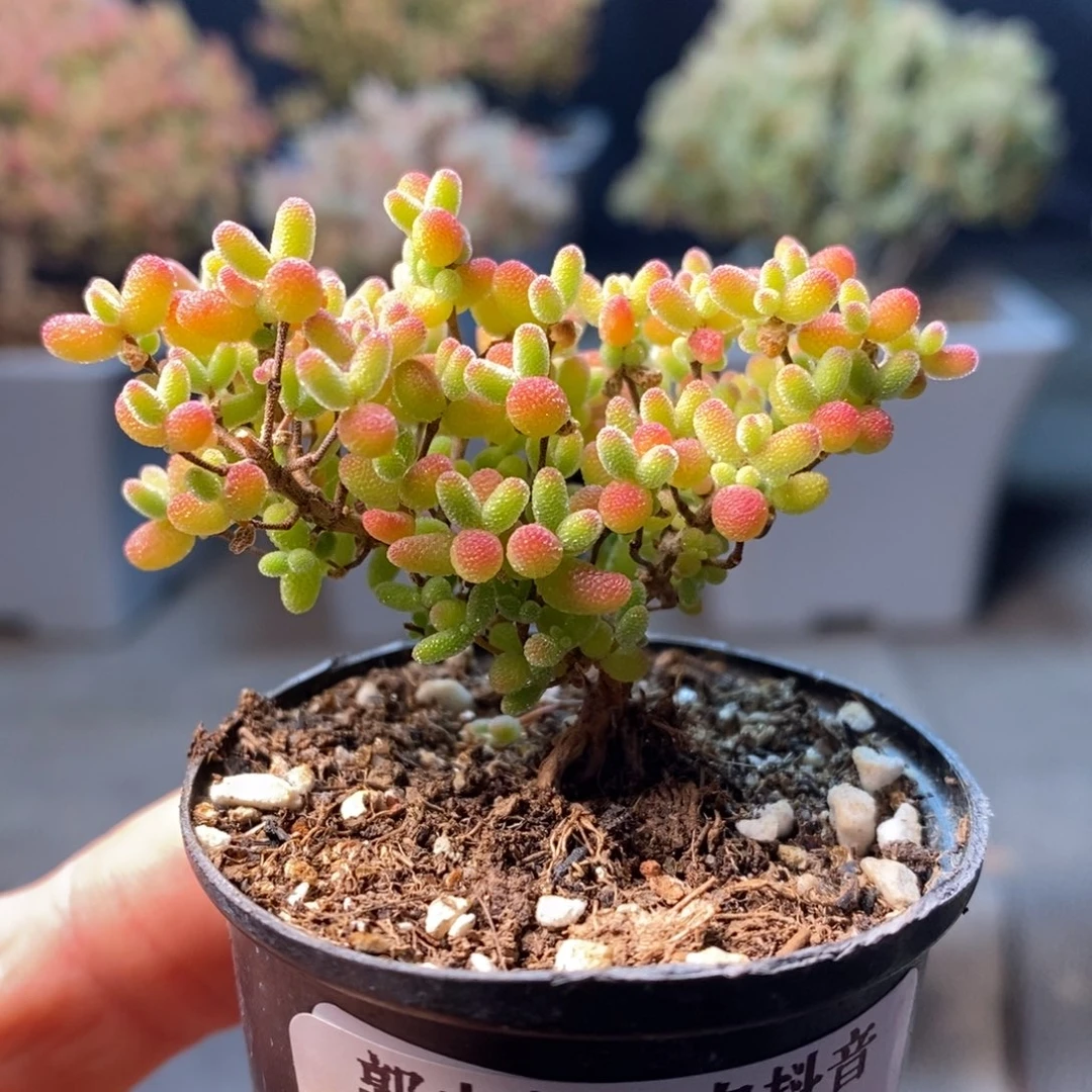 571蜜橘糖球年后发货