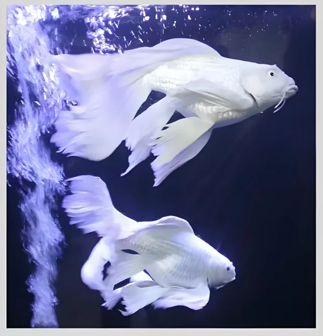 纯种精品球体蝴蝶鲤玛雅自家渔场直发