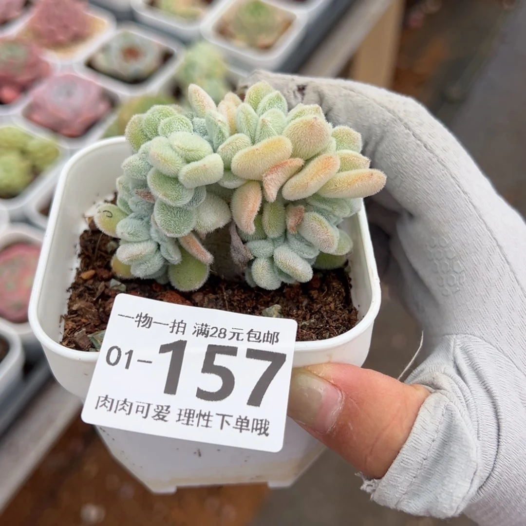 雪晃星缀化多肉多肉多肉多肉多肉