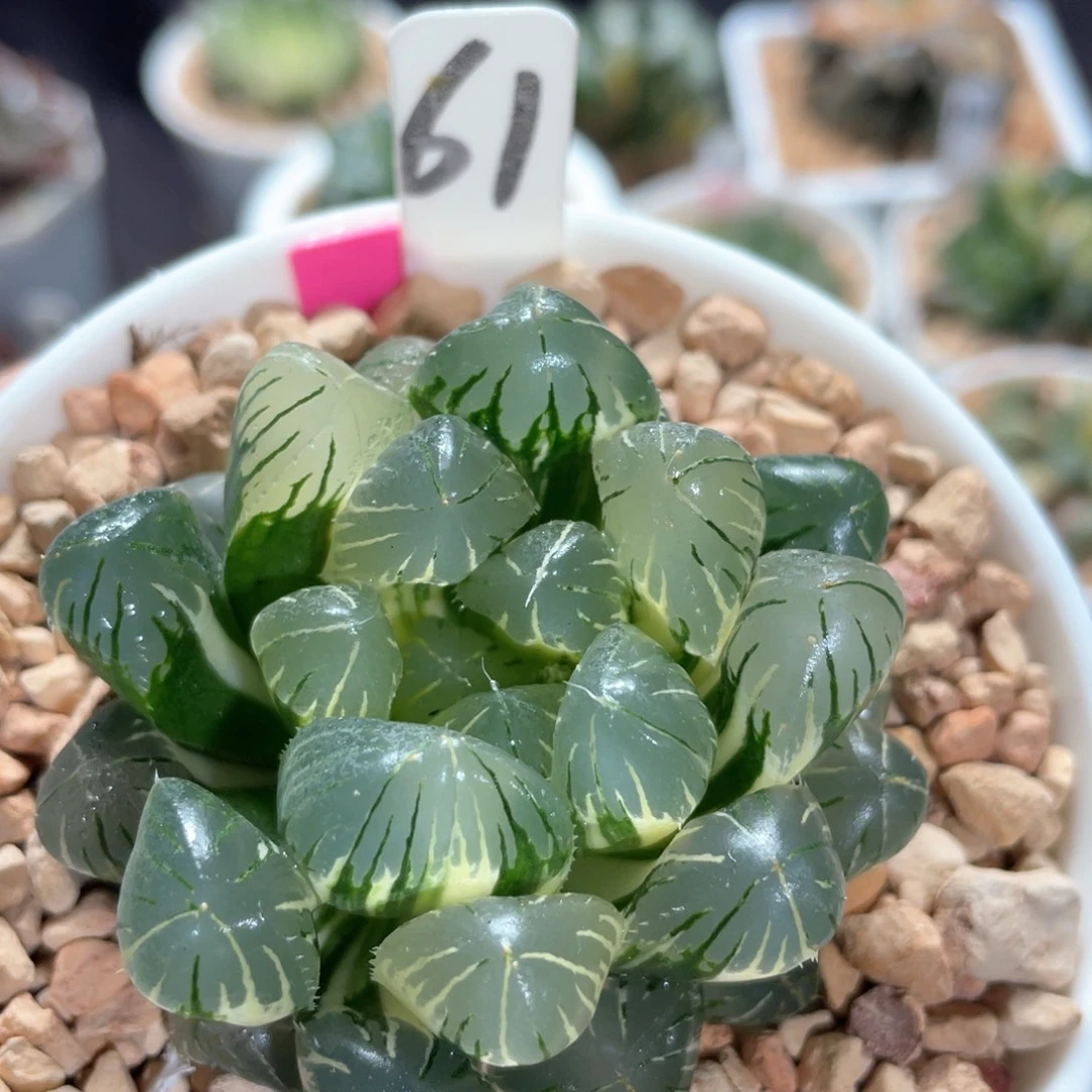 ****手61实生玉露锦。