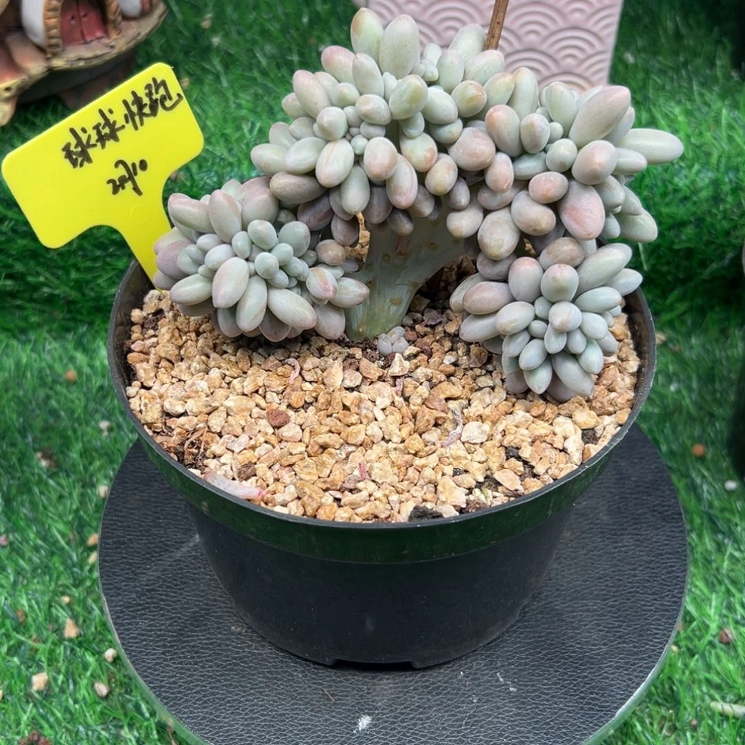 一物一拍链接，球球快跑