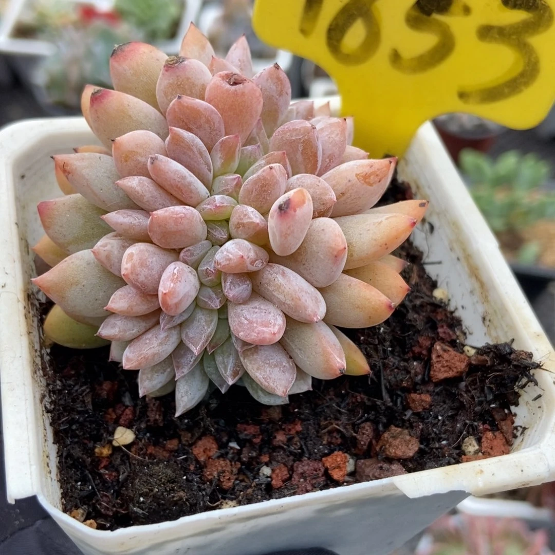 1853橙子缀多肉植物