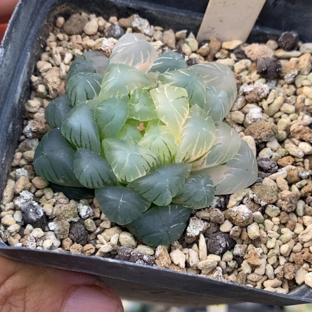 176号实生玉露锦湖水带盆