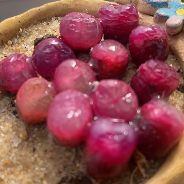 冰魄杂吕红1颗一颗