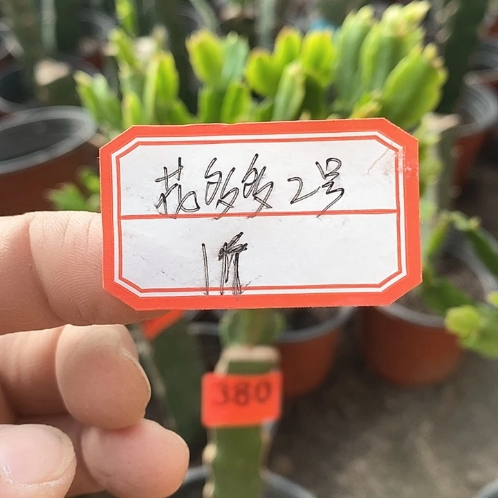 无花朵花多多2号一斤新疆不包邮