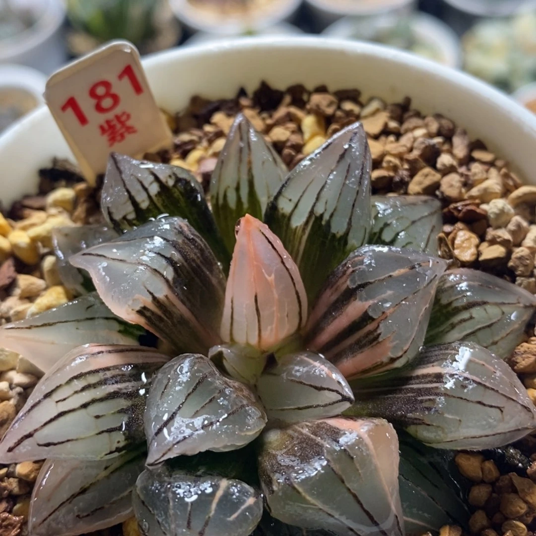 不开花植物181西瓜十二卷多肉