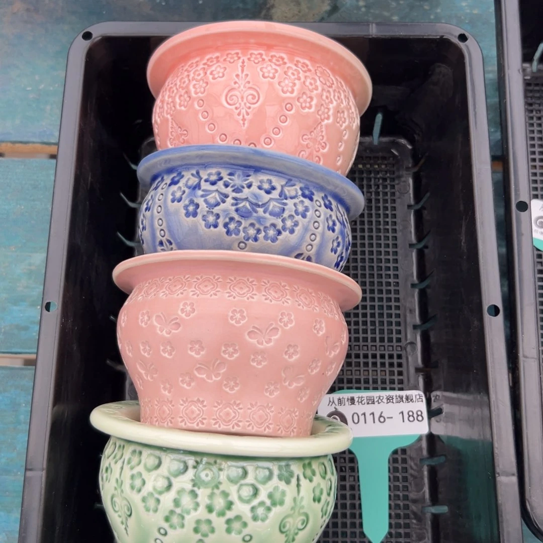 多肉精选编号0116.188