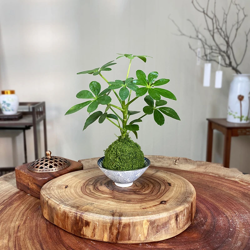 【展榕】迷你七叶莲苔藓球新中式桌面迷你小植物耐阴好养