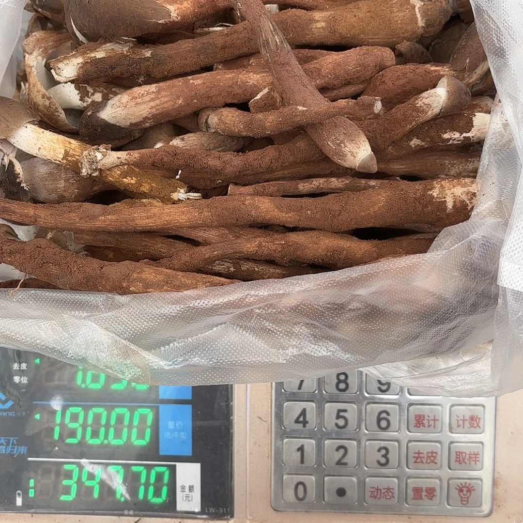 摇***o云南小表妹野生菌代购中国大陆