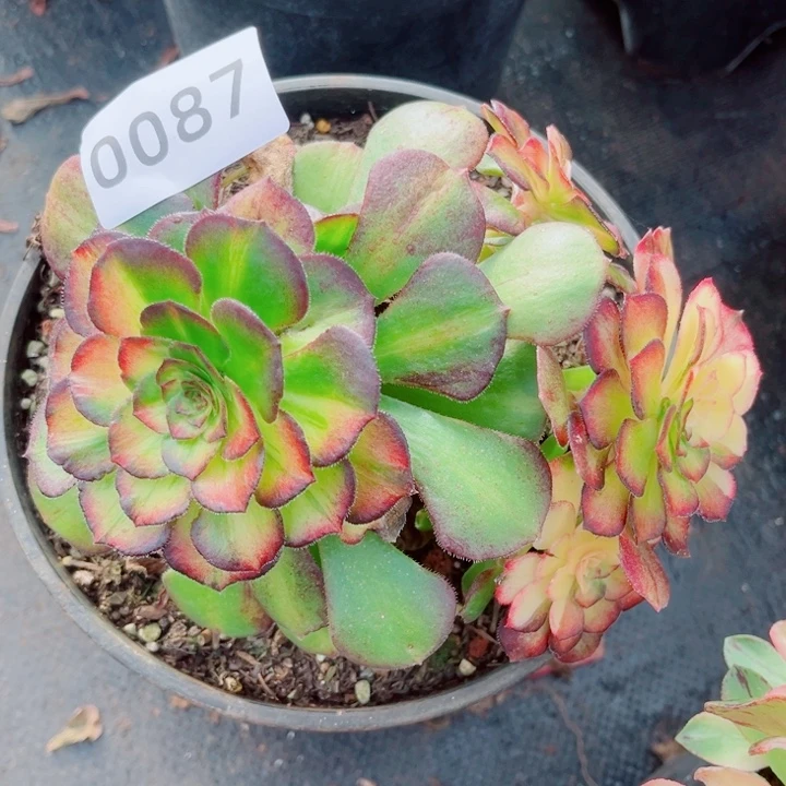 海王七彩特价多肉