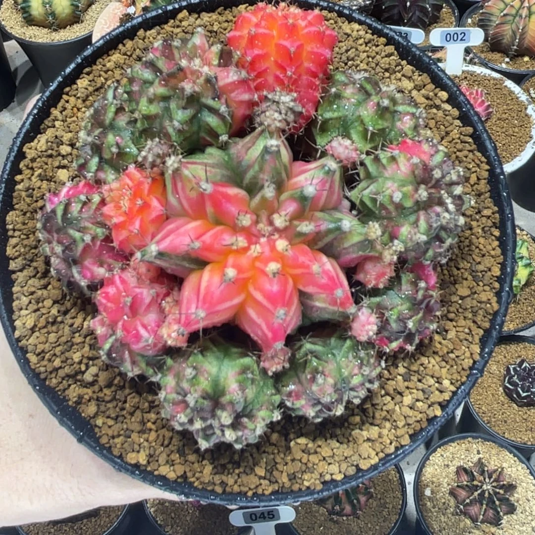 海神锦群生—————————