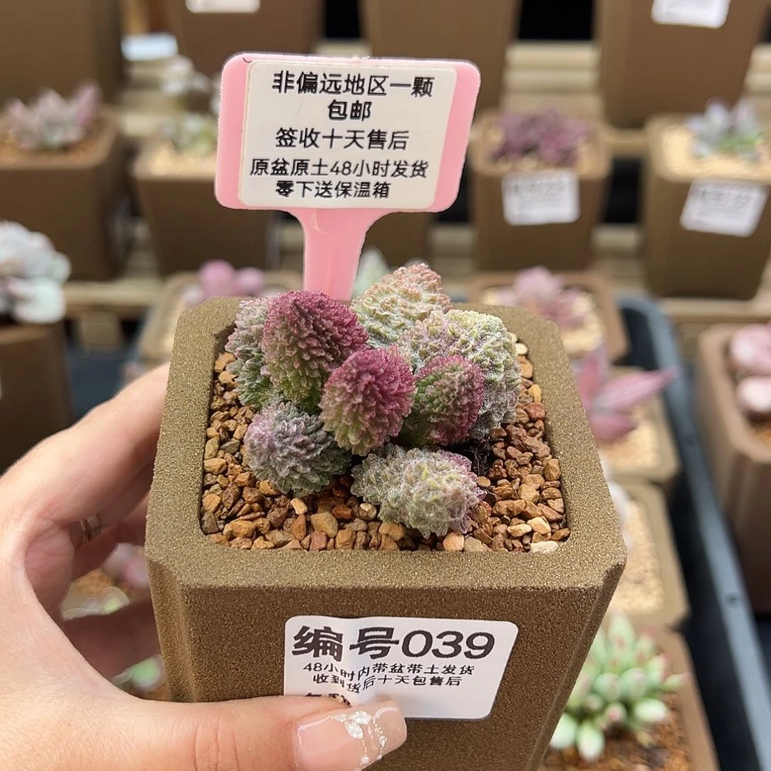 039朱紫玉多肉植物