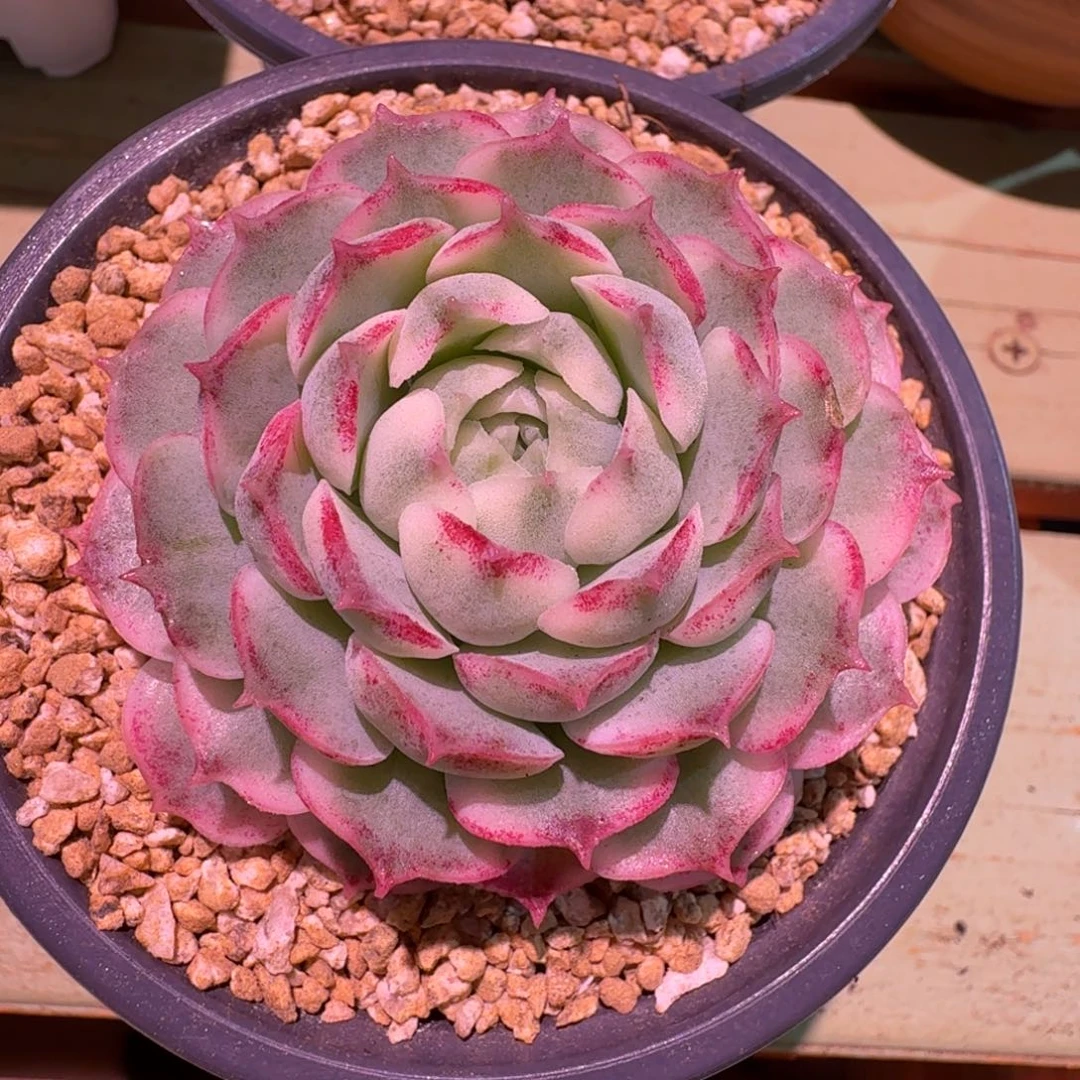 朱砂痣锦，锦上园艺一物一拍