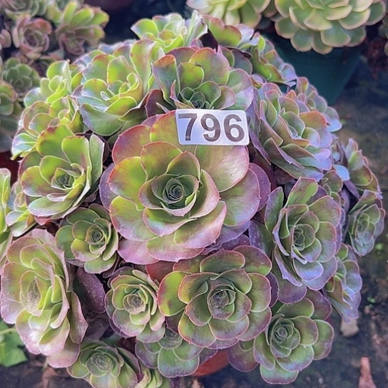 熊***姐多肉植物一个美金