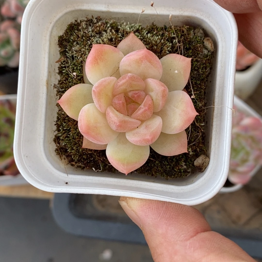精品多肉一物一拍不包整145