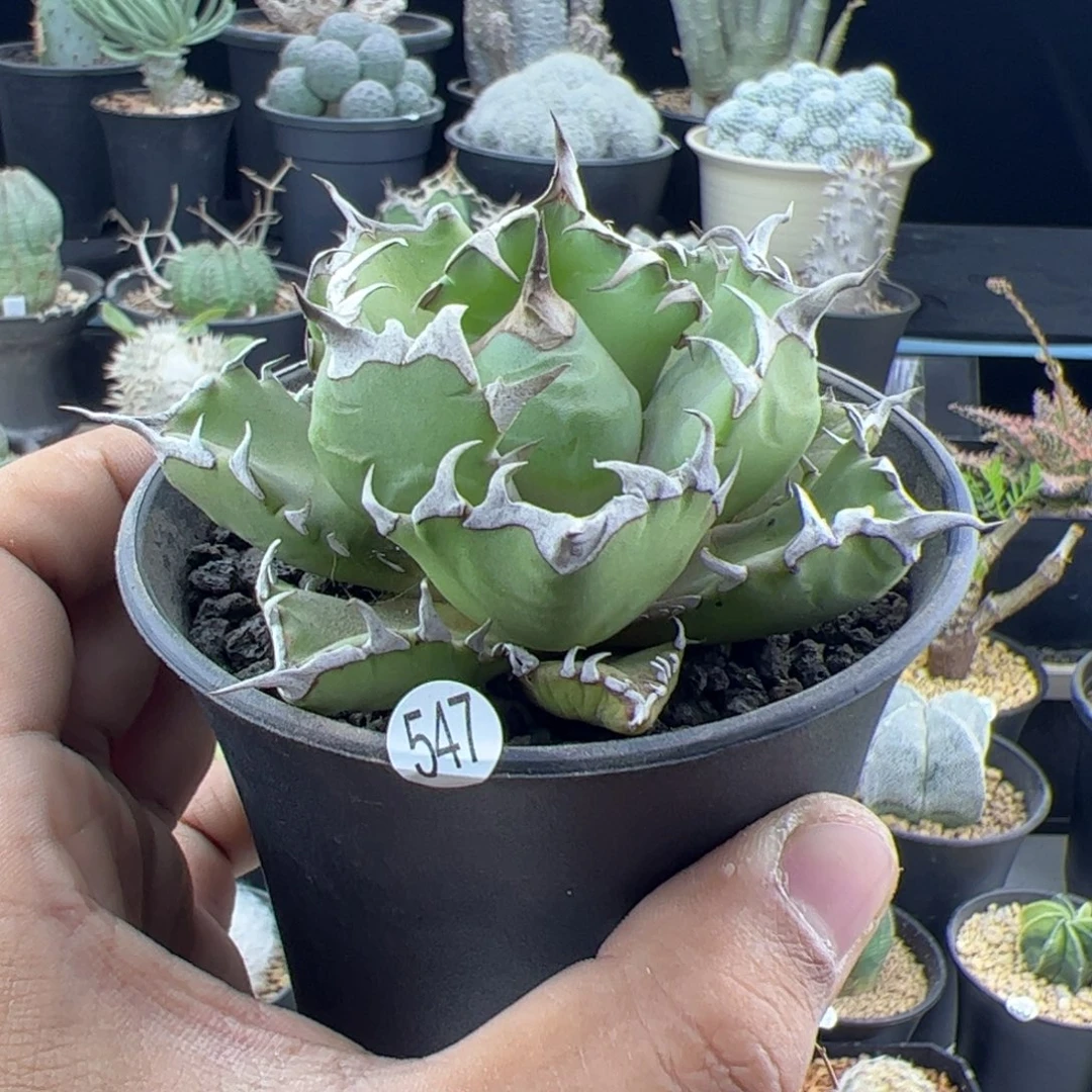 龙舌兰姬仁王冠一物一拍547